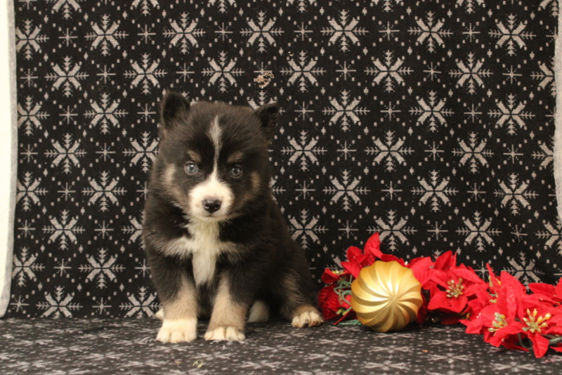 puppy, for, sale, Pomsky, Matthew B. Stoltzfus, dog, breeder, Gap, PA, dog-breeder, puppy-for-sale, forsale, nearby, find, puppyfind, locator, puppylocator, aca